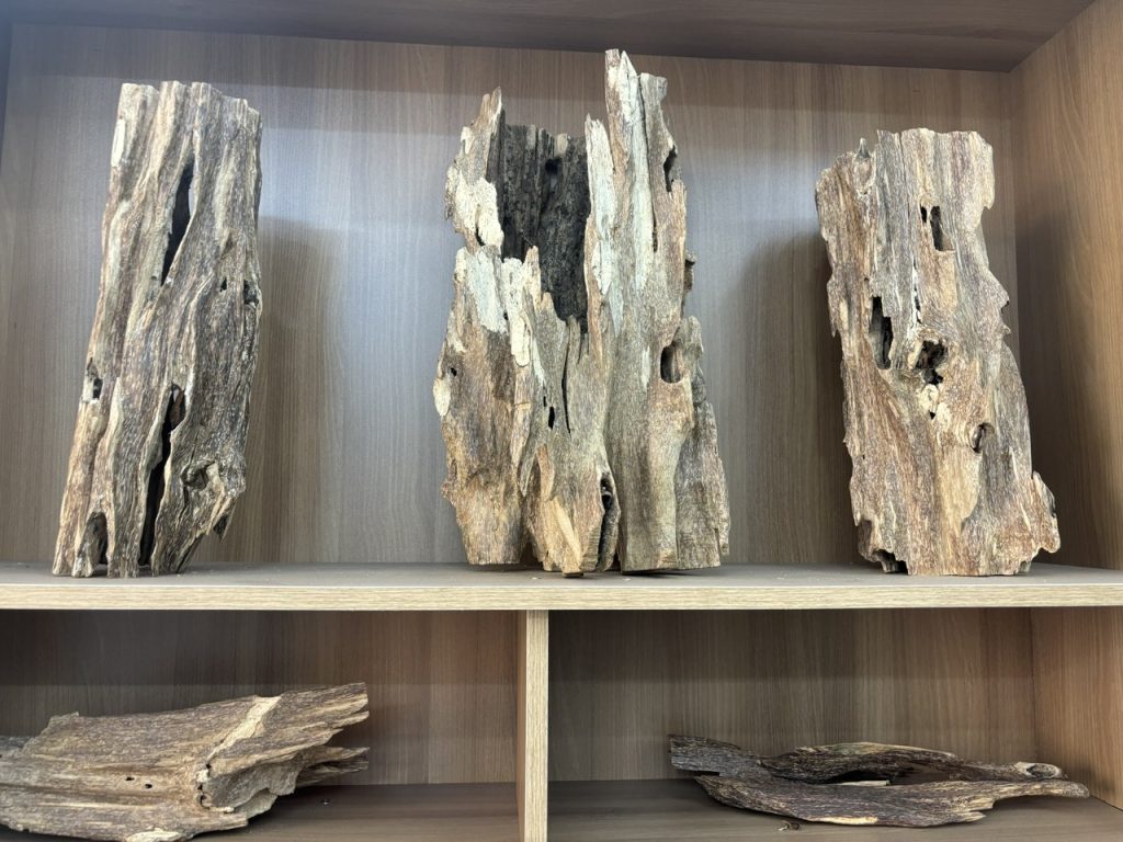 Giới thiệu MQ Agarwood (gỗ trầm hương)