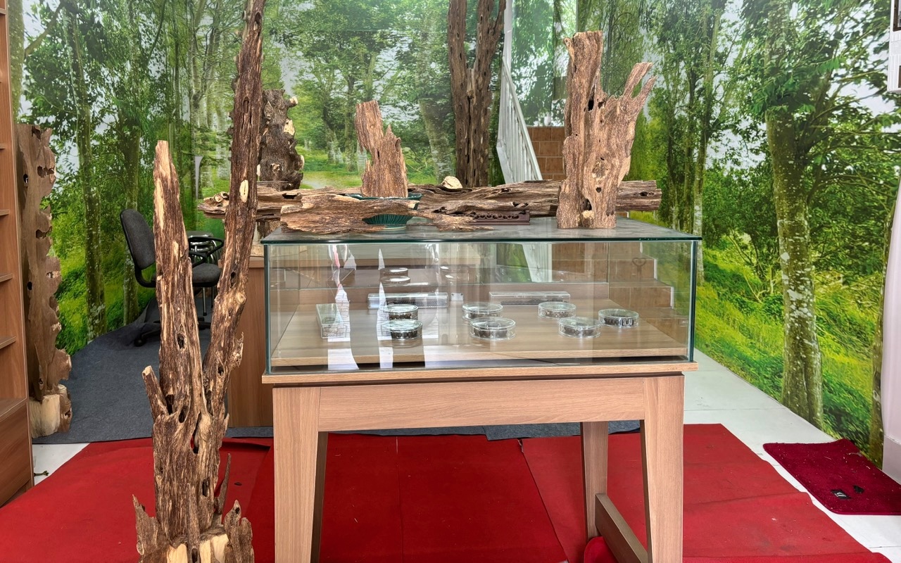 Giới thiệu MQ Agarwood